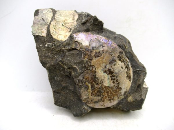 South Dakota Cretaceous Fossil Ammonite 73 | Fossils for Sale