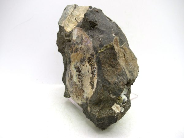 South Dakota Cretaceous Fossil Ammonite 73a | Fossils for Sale