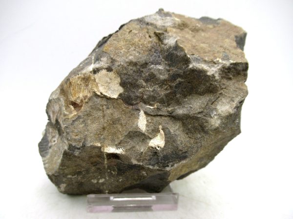 South Dakota Cretaceous Fossil Ammonite 73b | Fossils for Sale