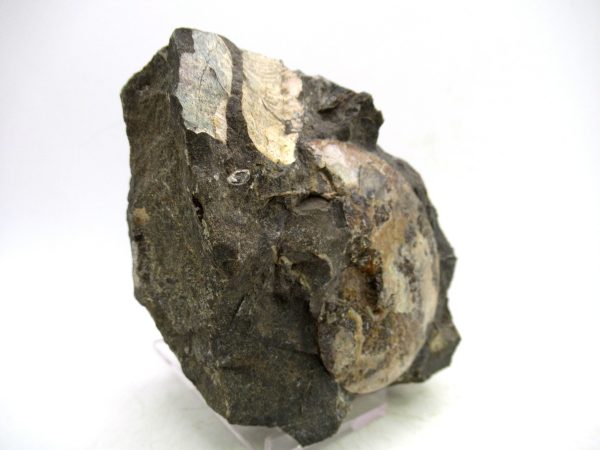 South Dakota Cretaceous Fossil Ammonite 73c | Fossils for Sale