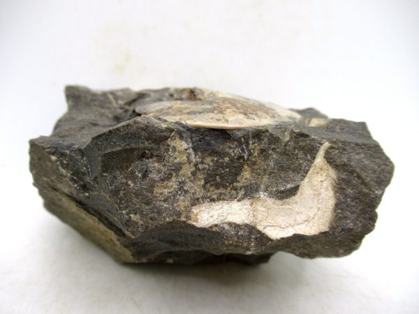 South Dakota Cretaceous Fossil Ammonite 73d | Fossils for Sale