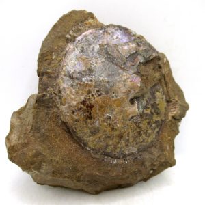 Genuine Cretaceous Age Ammonite Fossil For Sale from South Dakota #74