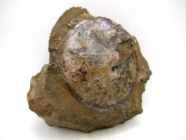 South Dakota Cretaceous Fossil Ammonite 74 | Fossils for Sale