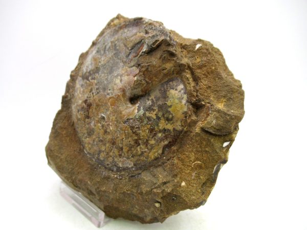 South Dakota Cretaceous Fossil Ammonite 74a | Fossils for Sale