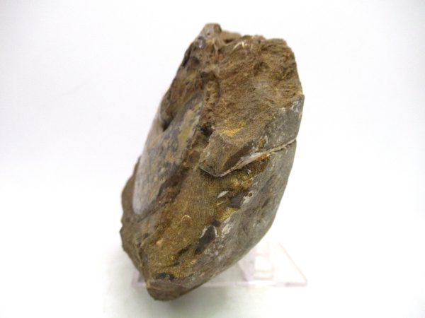 South Dakota Cretaceous Fossil Ammonite 74b | Fossils for Sale