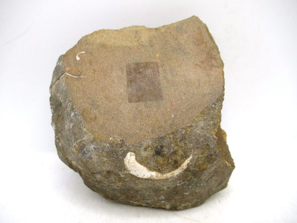 South Dakota Cretaceous Fossil Ammonite 74c | Fossils for Sale