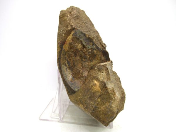 South Dakota Cretaceous Fossil Ammonite 74d | Fossils for Sale