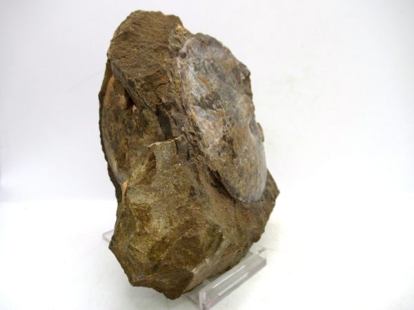 South Dakota Cretaceous Fossil Ammonite 74e | Fossils for Sale