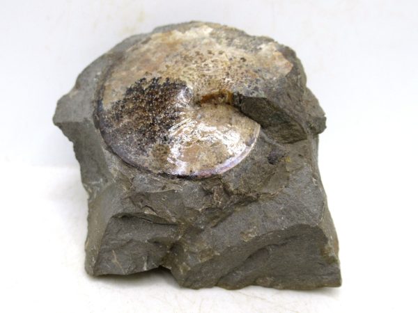 South Dakota Cretaceous Fossil Ammonite 75 | Fossils for Sale