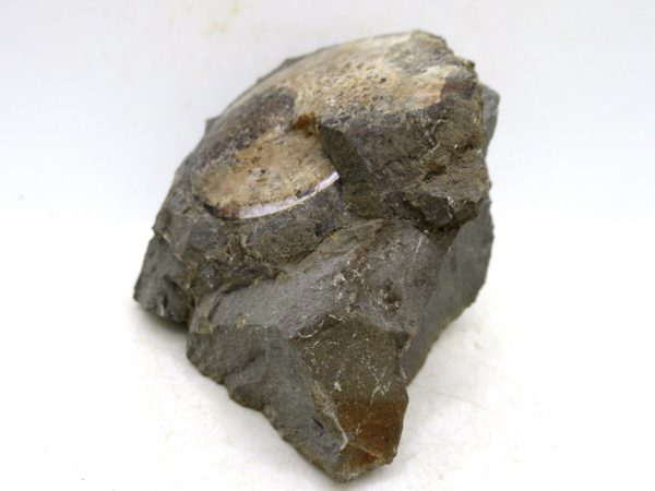 South Dakota Cretaceous Fossil Ammonite 75a | Fossils for Sale