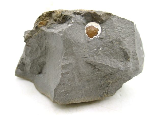 South Dakota Cretaceous Fossil Ammonite 75b | Fossils for Sale