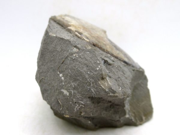 South Dakota Cretaceous Fossil Ammonite 75c | Fossils for Sale