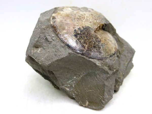 South Dakota Cretaceous Fossil Ammonite 75d | Fossils for Sale