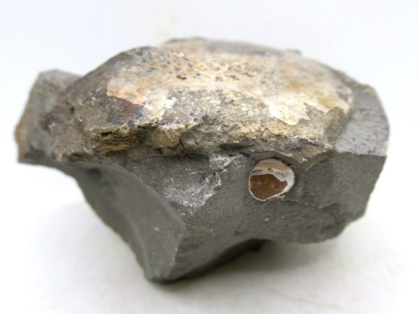 South Dakota Cretaceous Fossil Ammonite 75e | Fossils for Sale