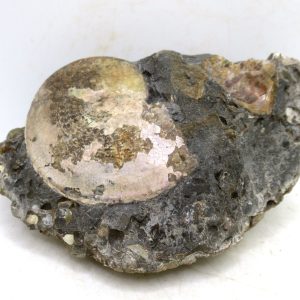 Genuine Cretaceous Age Ammonite Fossil For Sale from South Dakota #76