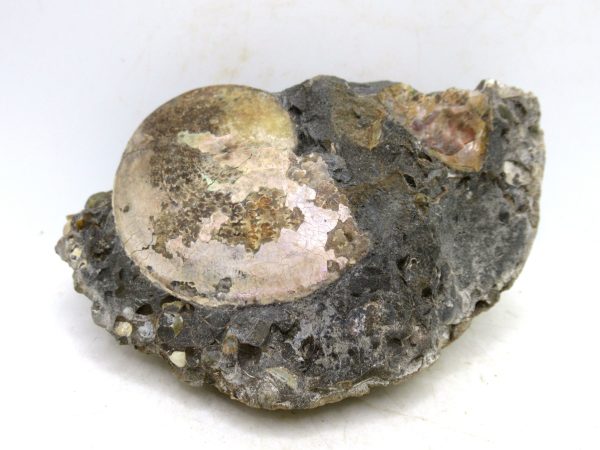 South Dakota Cretaceous Fossil Ammonite 76 | Fossils for Sale