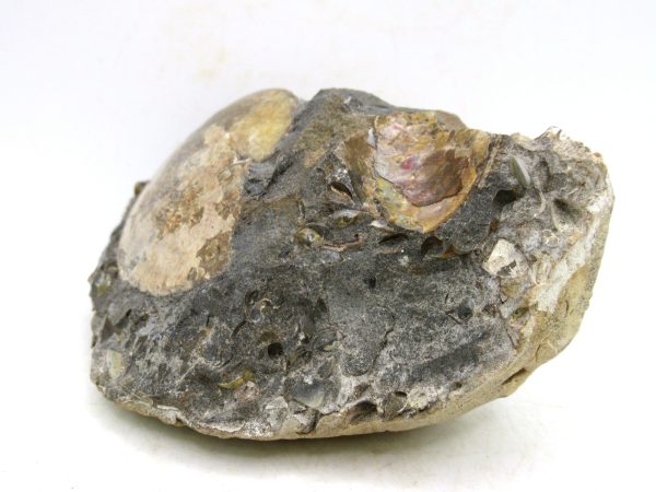 South Dakota Cretaceous Fossil Ammonite 76a | Fossils for Sale