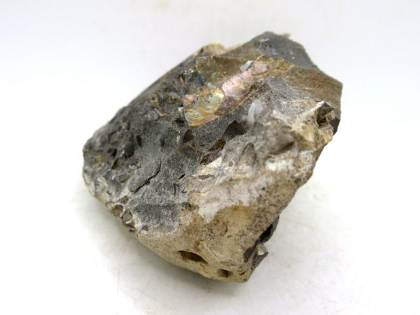 South Dakota Cretaceous Fossil Ammonite 76b | Fossils for Sale