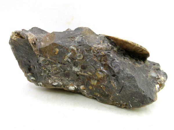 South Dakota Cretaceous Fossil Ammonite 76c | Fossils for Sale