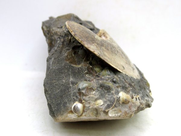 South Dakota Cretaceous Fossil Ammonite 76d | Fossils for Sale