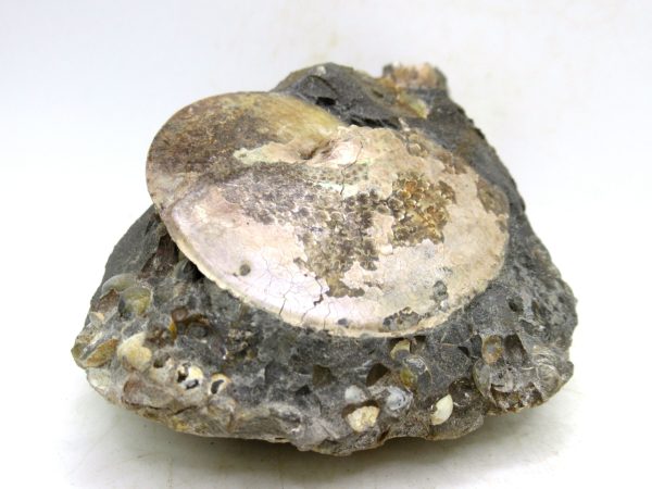 South Dakota Cretaceous Fossil Ammonite 76e | Fossils for Sale