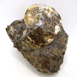 Sphenodiscus Cretaceous S. Dakota Ammonite Fossil for Sale #77