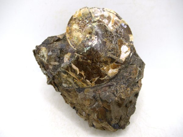 South Dakota Cretaceous Fossil Ammonite 77 | Fossils for Sale