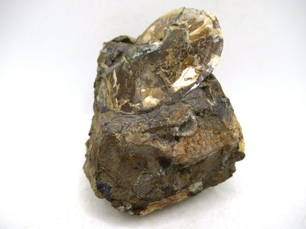 South Dakota Cretaceous Fossil Ammonite 77a | Fossils for Sale