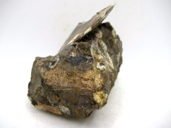 South Dakota Cretaceous Fossil Ammonite 77b | Fossils for Sale