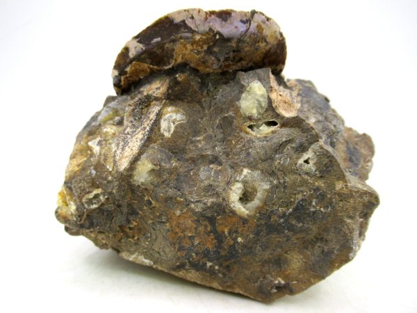 South Dakota Cretaceous Fossil Ammonite 77c | Fossils for Sale