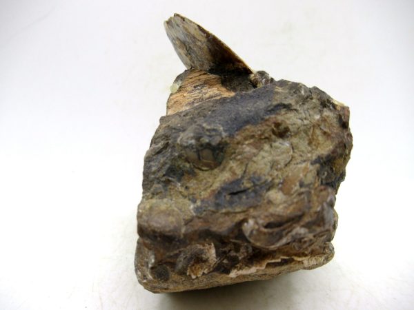 South Dakota Cretaceous Fossil Ammonite 77d | Fossils for Sale