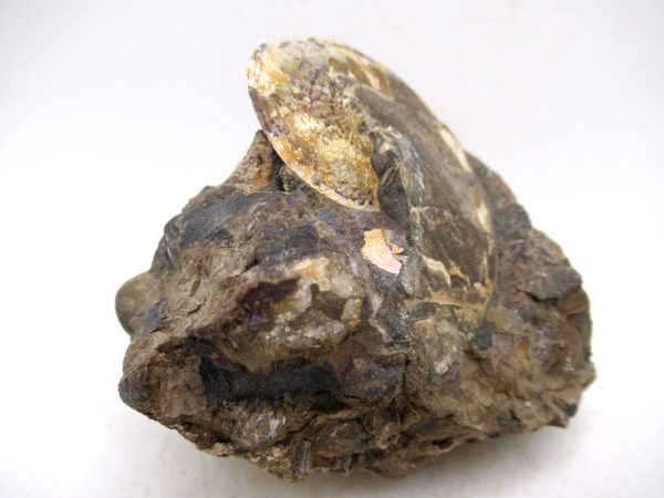 South Dakota Cretaceous Fossil Ammonite 77e | Fossils for Sale