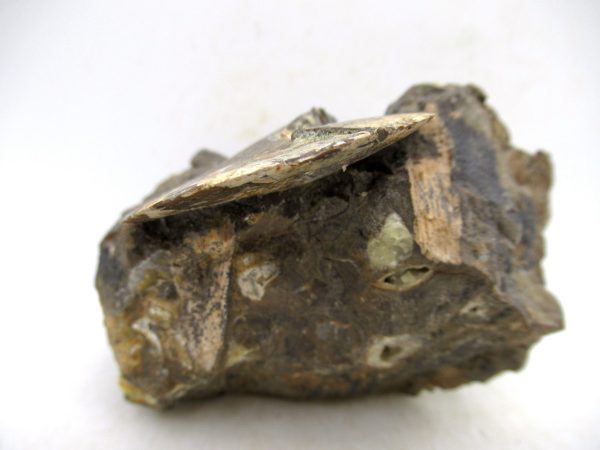 South Dakota Cretaceous Fossil Ammonite 77f | Fossils for Sale