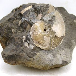 Sphenodiscus Cretaceous S. Dakota Ammonite Fossil for Sale #78