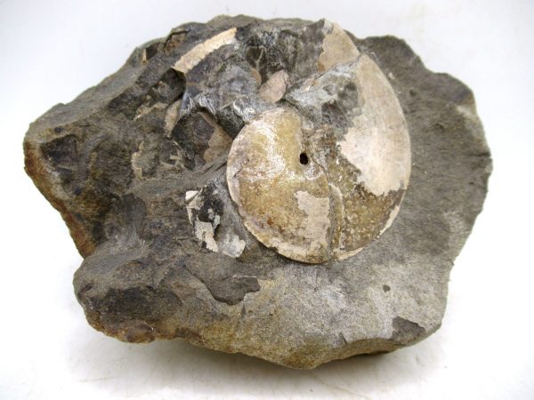 South Dakota Cretaceous Fossil Ammonite 78 | Fossils for Sale