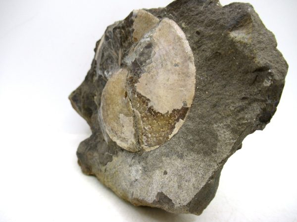 South Dakota Cretaceous Fossil Ammonite 78a | Fossils for Sale