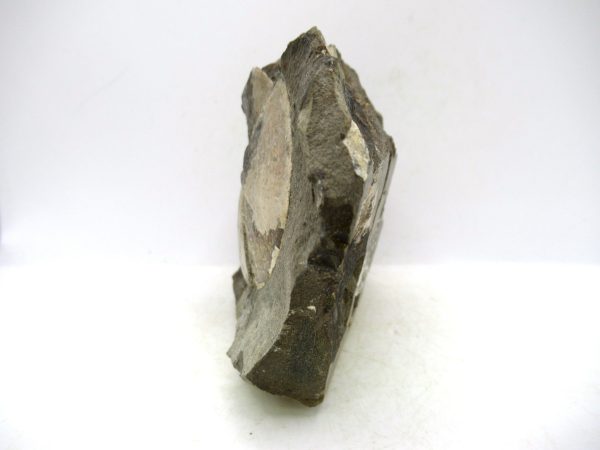 South Dakota Cretaceous Fossil Ammonite 78b | Fossils for Sale