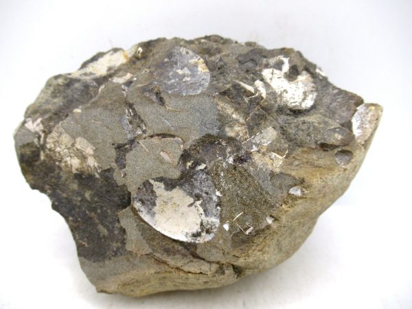 South Dakota Cretaceous Fossil Ammonite 78c | Fossils for Sale