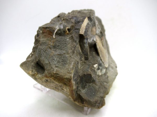 South Dakota Cretaceous Fossil Ammonite 78d | Fossils for Sale