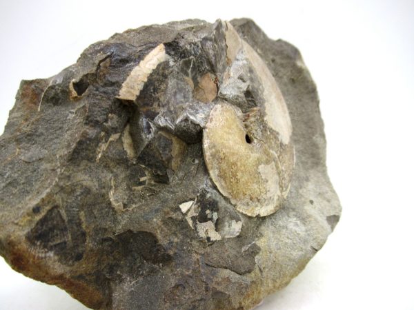 South Dakota Cretaceous Fossil Ammonite 78e | Fossils for Sale