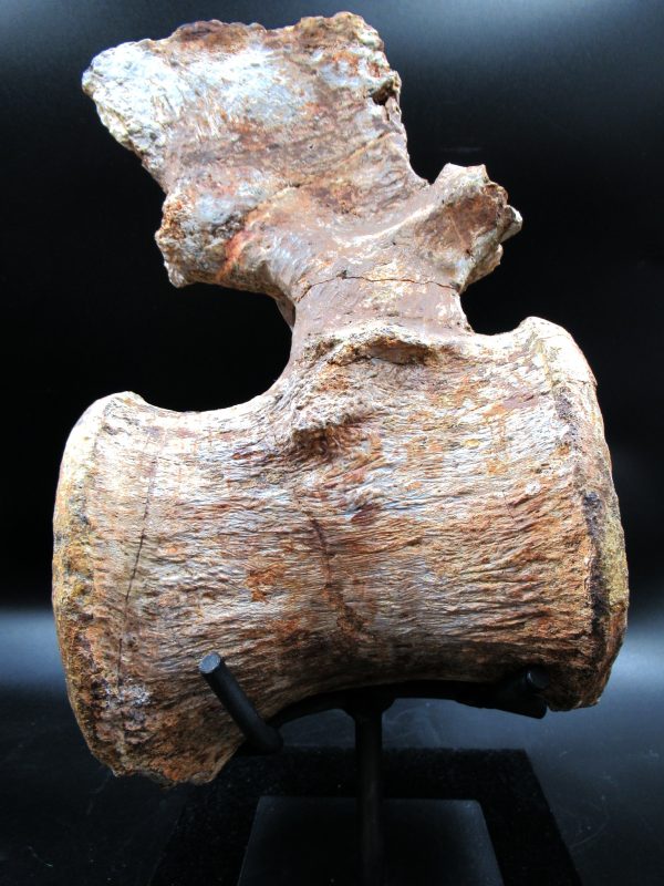 Wyoming Jurassic Camarasaurus Dinosaur Vertebra 1a | Fossils for Sale General Jurassic Age Camarasaurus Dinosaur Vertebra Fossil from Wyoming for Sale #1a