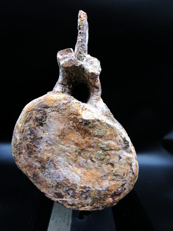 Wyoming Jurassic Camarasaurus Dinosaur Vertebra 1b | Fossils for Sale General Jurassic Age Camarasaurus Dinosaur Vertebra Fossil from Wyoming for Sale #1b