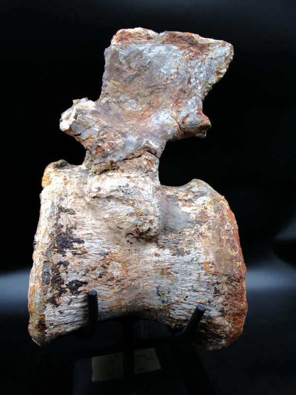 Wyoming Jurassic Camarasaurus Dinosaur Vertebra 1c | Fossils for Sale General Jurassic Age Camarasaurus Dinosaur Vertebra Fossil from Wyoming for Sale #1c