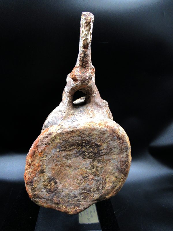 Wyoming Jurassic Camarasaurus Dinosaur Vertebra 1d | Fossils for Sale General Jurassic Age Camarasaurus Dinosaur Vertebra Fossil from Wyoming for Sale #1d