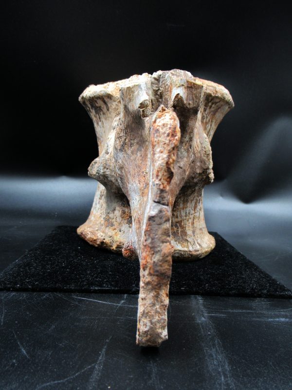 Wyoming Jurassic Camarasaurus Dinosaur Vertebra 1e | Fossils for Sale General Jurassic Age Camarasaurus Dinosaur Vertebra Fossil from Wyoming for Sale #1e