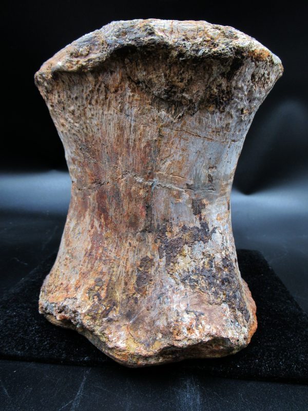 Wyoming Jurassic Camarasaurus Dinosaur Vertebra 1f | Fossils for Sale General Jurassic Age Camarasaurus Dinosaur Vertebra Fossil from Wyoming for Sale #1f