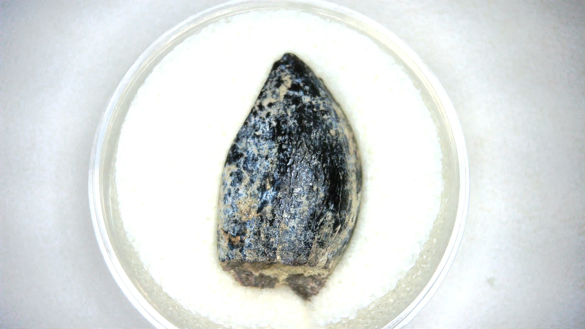 archaeodontosaurus sauropod dinosaur tooth 3a | Fossils for Sale General Jurassic Age Archaeodontosaurus Sauropod Dinosaur Tooth Fossils For Sale From Madagascar #3a