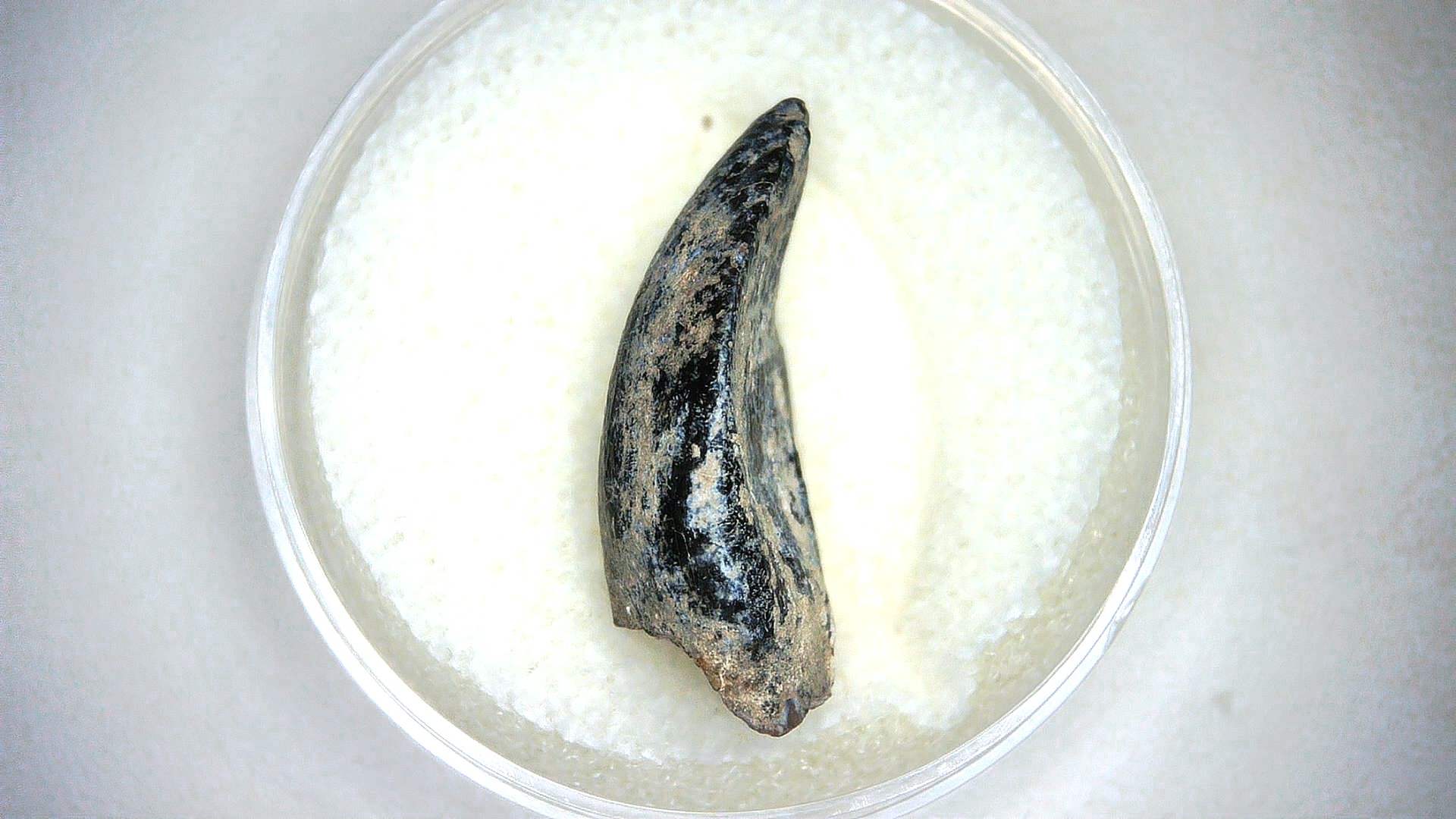 archaeodontosaurus sauropod dinosaur tooth 3b | Fossils for Sale General Jurassic Age Archaeodontosaurus Sauropod Dinosaur Tooth Fossils For Sale From Madagascar #3b