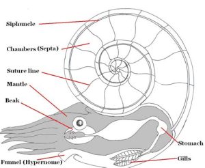 Anatomy of Ammonites