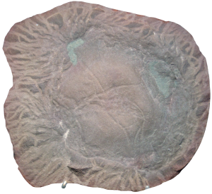 Anthracomedusa | Fossils for Sale